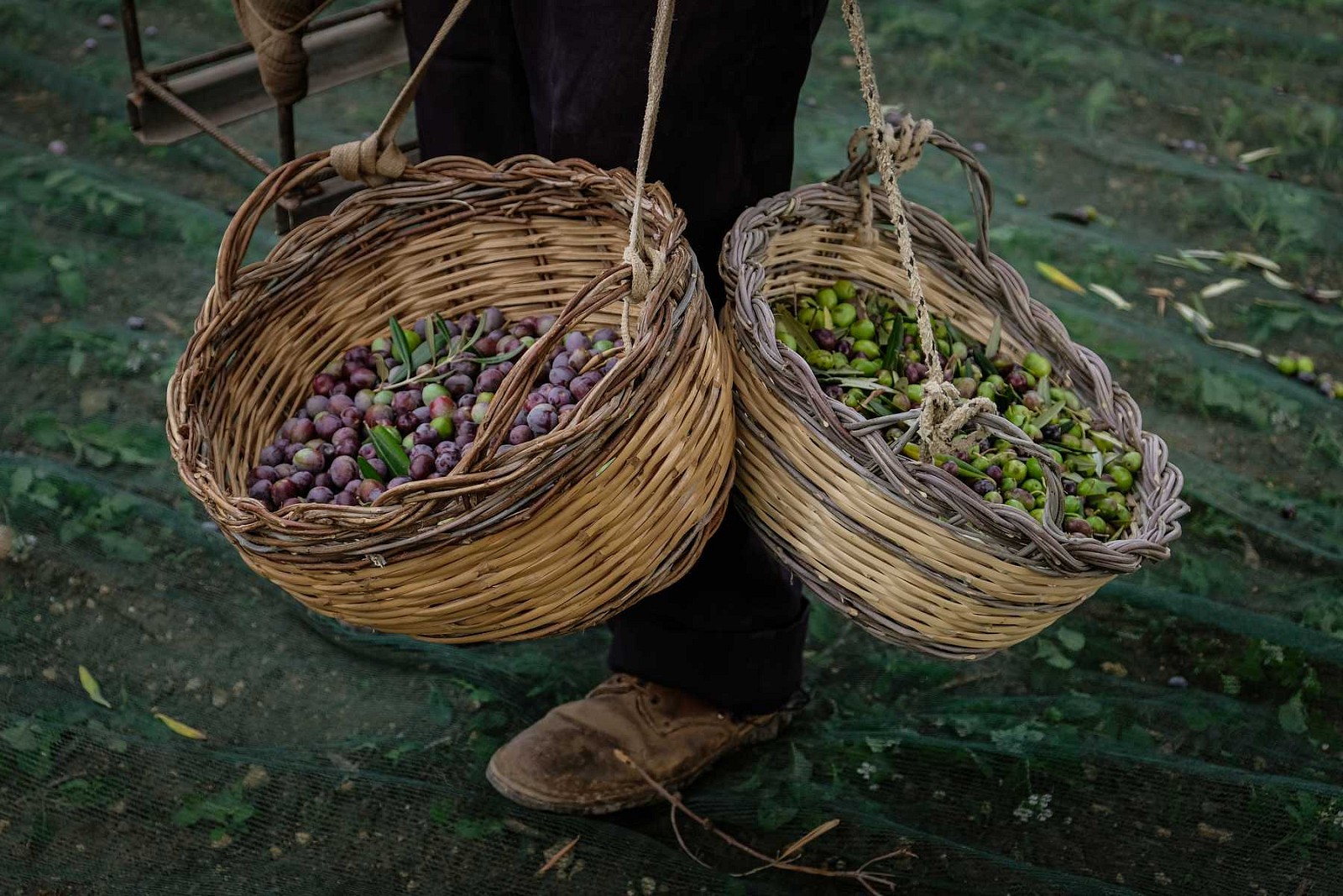 Il Nostro Olio